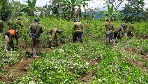 Cultivo de coca baja pero el consumo de cocaína sube en Sudamérica