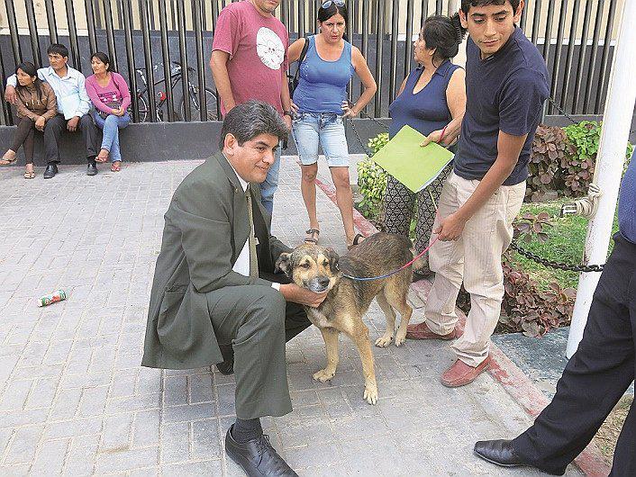 Chiclayo: Refugio animal recibe 4 denuncias diarias