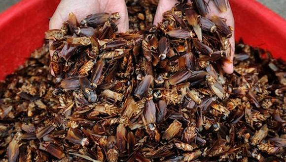Mujer transforma su casa en una granja de 100.000 cucarachas