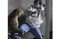 Leopardo ataca, mata a un hombre y hiere a otros tres