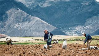 Agricultores arequipeños acuerdan comprar 10,000 toneladas de urea por sus propios medios 