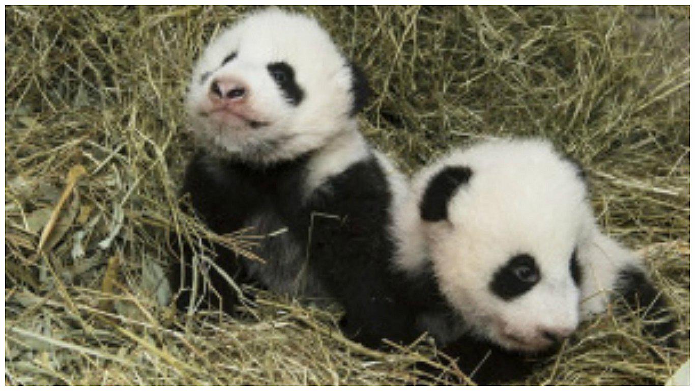 Mellizos pandas ya tienen nombres oficiales tras 100 días de nacidos (VIDEO)