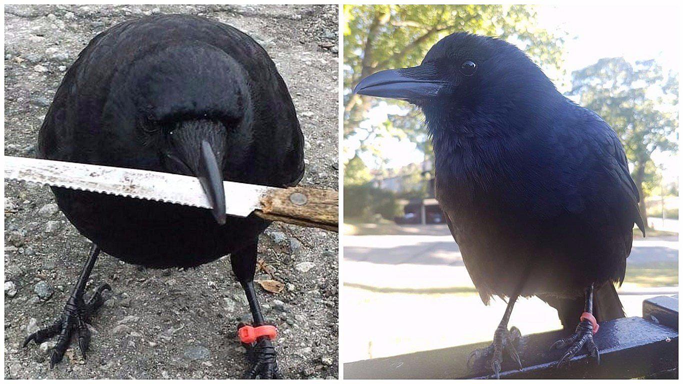 Canadá: El cuervo que genera terror en un barrio (VIDEO)