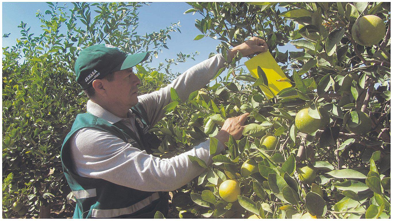 Más de dos mil hectáreas de cítricos en riesgo ante plaga HLB que ya está en Ecuador 