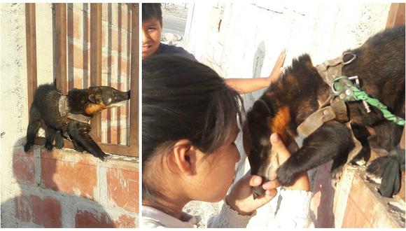 Aparición de un coatí causa alboroto de todo un vecindario en Tacna