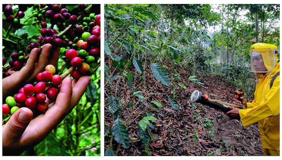 ​MINAGRI promovió la renovación de casi 40 mil hectáreas de café, afectados por roya amarilla