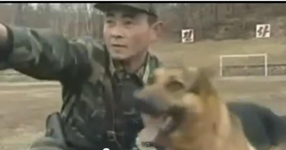 Perros de Corea del Norte son adiestrados para atacar (VIDEO)