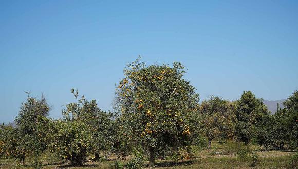 ​Inicia cosecha de 230 hectáreas de naranja en Palpa