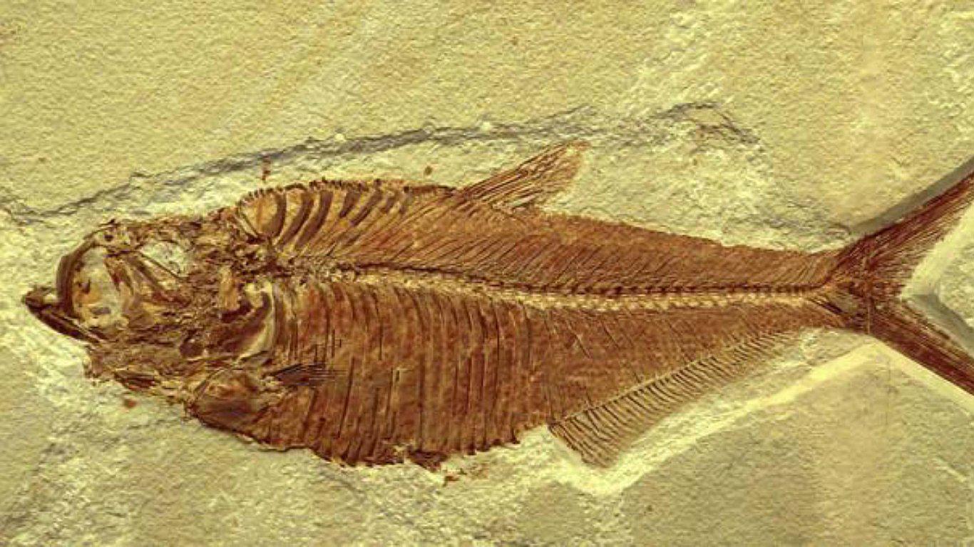 Hallan resto fósil de pez y una mosca formadas luego de la extinción de los Dinosaurios (VIDEO)