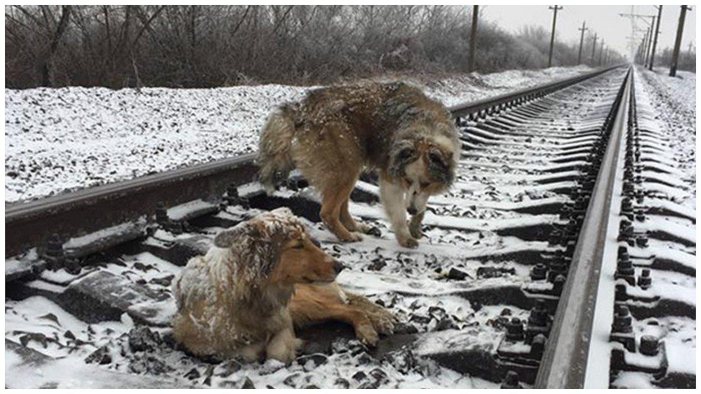 Facebook: heroico perro lo arriesga todo por salvar de una muerte segura a su 'amiga' (VIDEO)