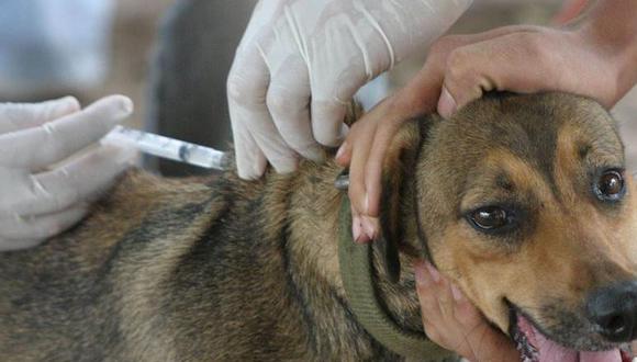 En emergencia sanitaria las provincias de Puno y San Román por rabia canina