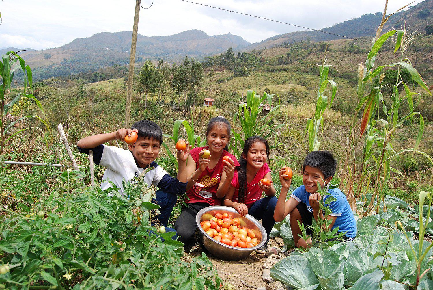 Canchaque: Complementan alimentación escolar de QaliWarma con implementación de huertos