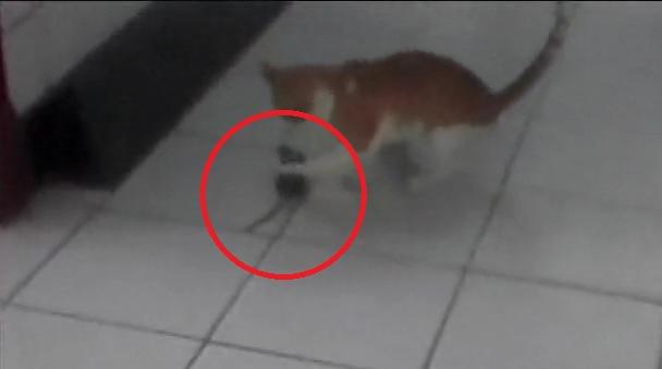 ​Pucallpa: Encuentran rata al interior de hospital regional (VIDEO)