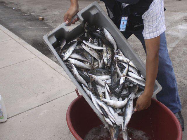 Hayan más de dos toneladas de cabaya de contrabando