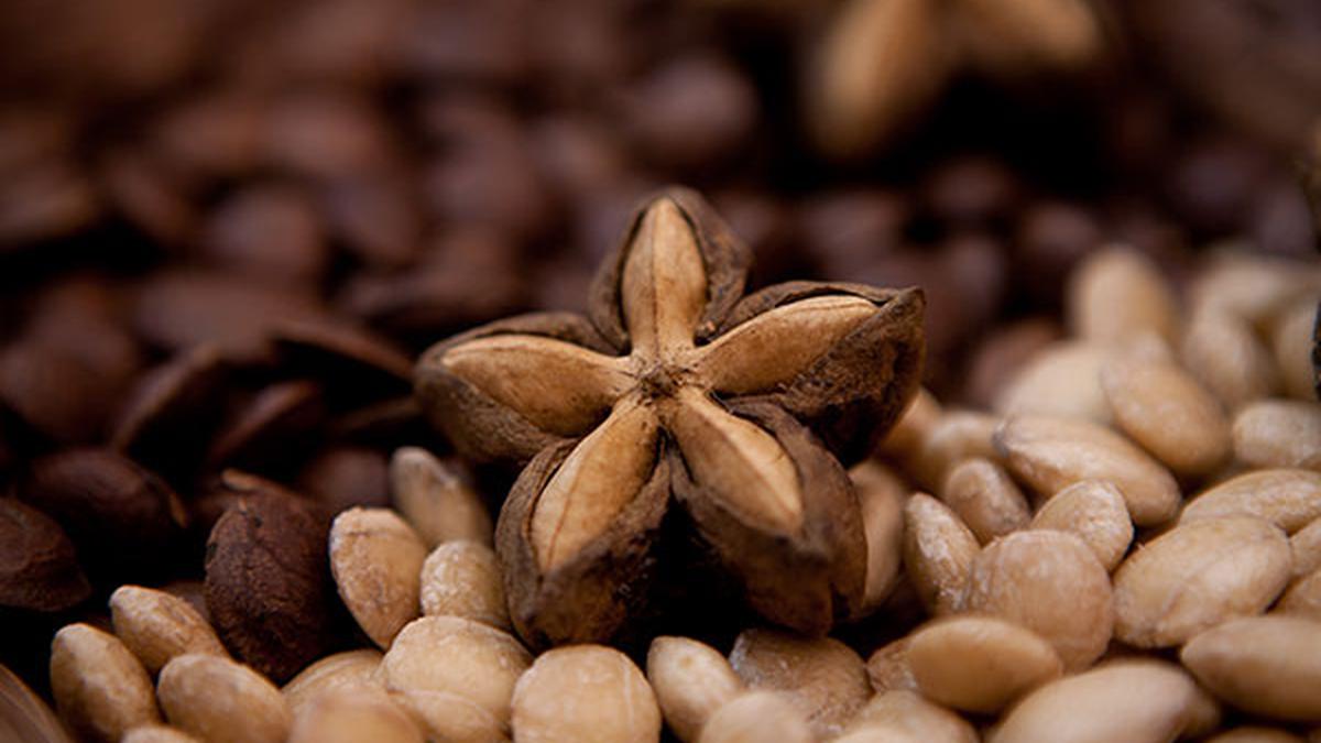 Cuáles son los beneficios del consumo de Sacha Inchi? | GASTRONOMIA | CORREO