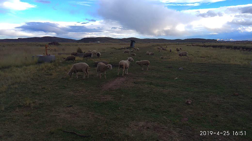 Cabana: Perros callejeros matan cinco ovejas y dejan heridas a otras 
