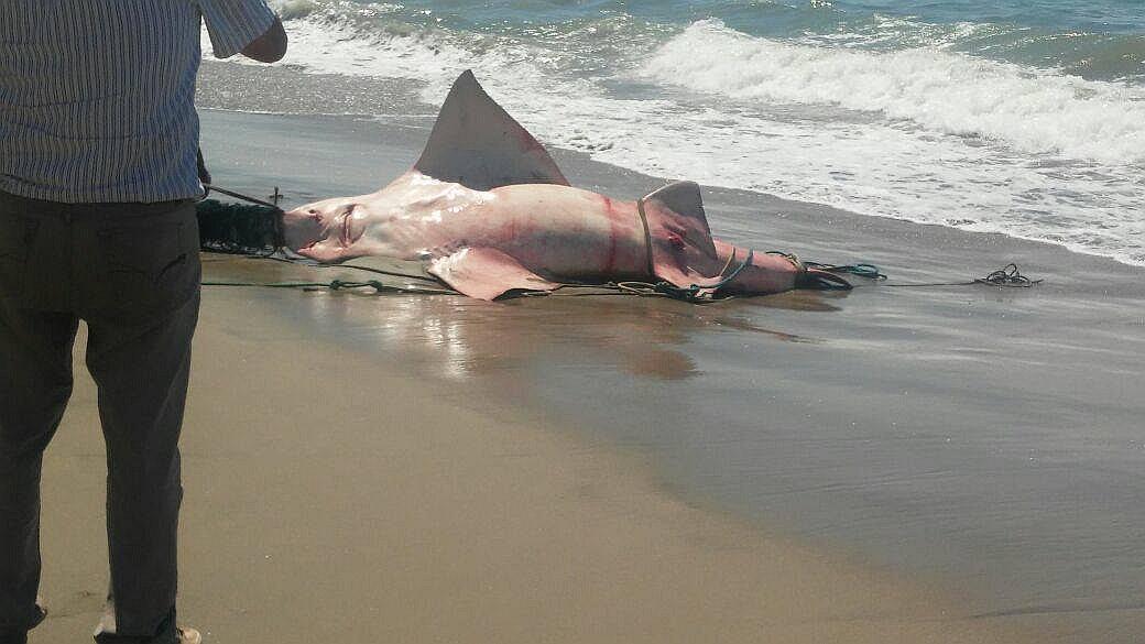 Piura: Capturan a un pez sierra, especie que está en peligro de extinción