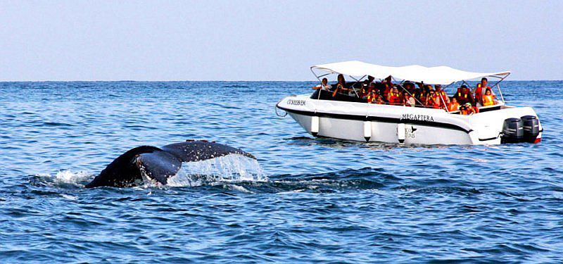 ​Empezó la época de avistamiento de ballenas jorobadas en Tumbes