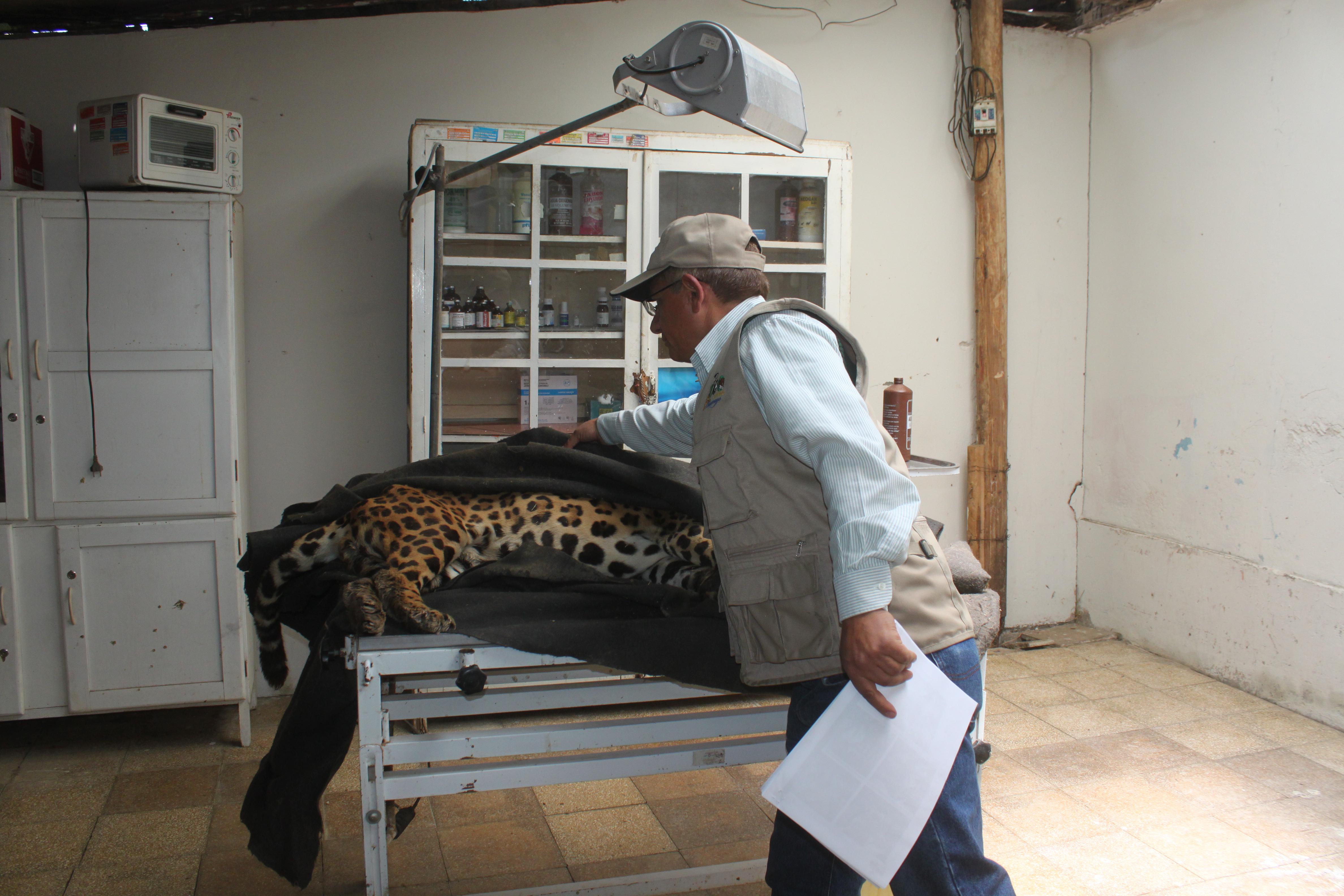 A los 22 años muere 'Toto', el otorongo del zoológico de Huancayo 