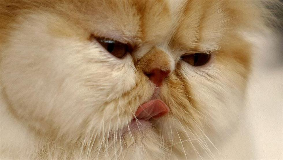 VI Exposición Internacional Felina: Conoce a los gatos participantes (FOTOS)