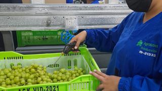 Ica reinicia procesos de exportación de uva al mercado mundial
