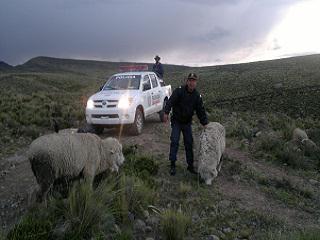 Ayacuchanos prefieren criar ovejas y gallinas según ranking
