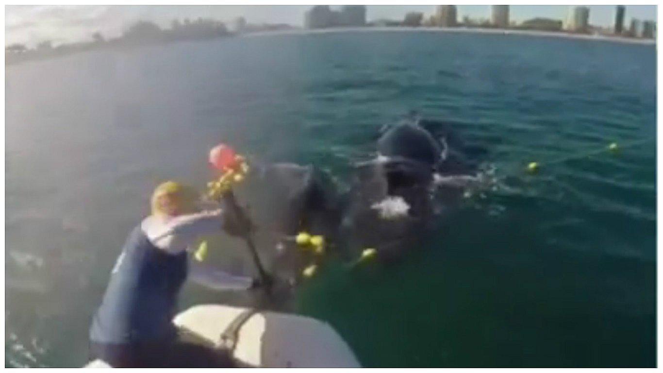 El emotivo rescate de una cría de ballena atrapada en una red para tiburones (VIDEO)