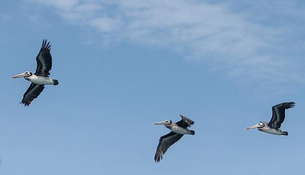 Islas Guañape: tesoro marino de la región La Libertad (Fotos)
