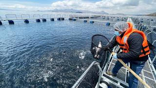 Puno: truchicultores formalizaron sus negocios y ahora exportan a todo el país