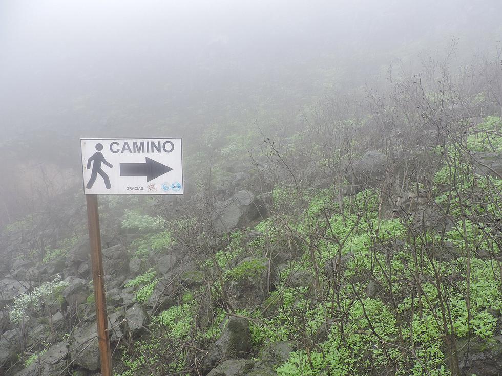 Conoce las Lomas de Primavera de Carabayllo, un lugar escondido a pocas horas de Lima (VIDEO)