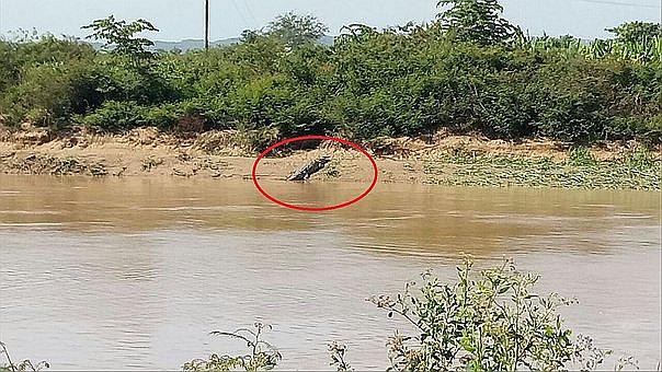 Cocodrilo de tres metros causó alarma en Tumbes (VIDEO) 