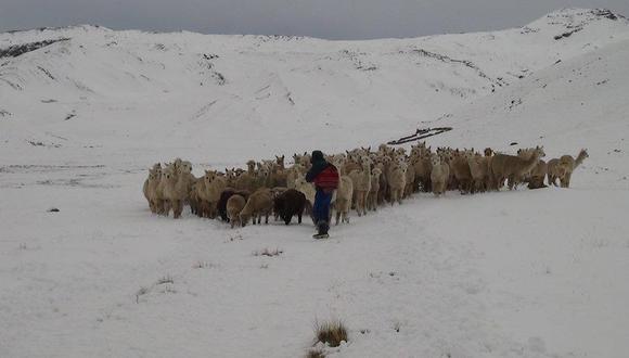 Alpacas y ovejas mueren por intensas nevadas en Puno