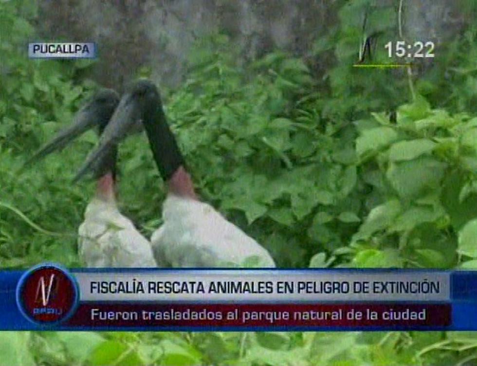 Ucayali: Fiscalía rescata animales en peligro de extinción