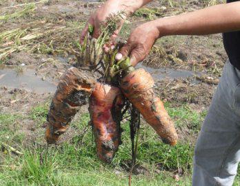 Zanahorias se pudren en sector la Huaycha