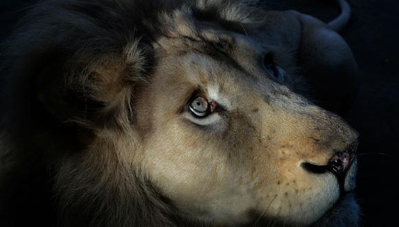 Canadá: Sacrifican a león blanco que se escapó de zoológico