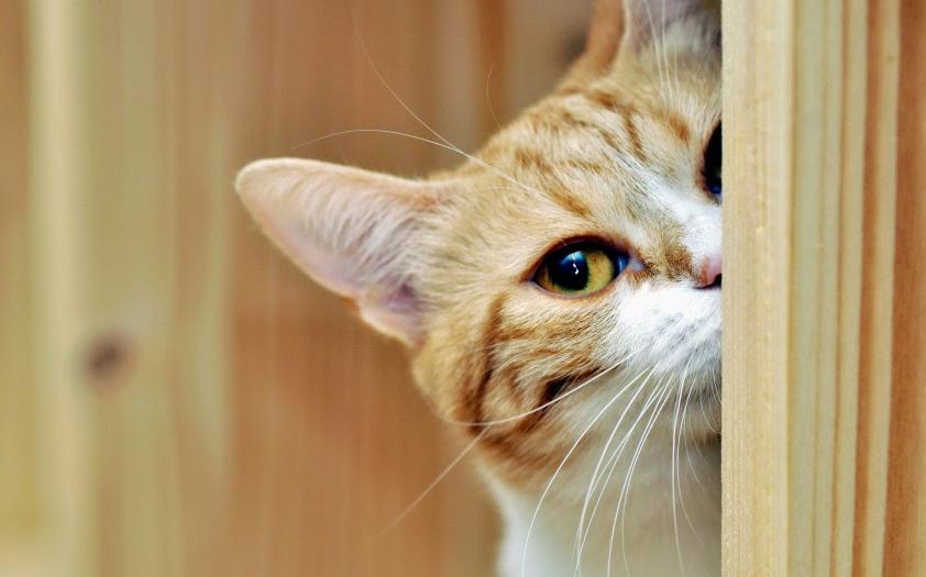 Los primeros gatos domésticos aparecieron en China hace 5.000 años