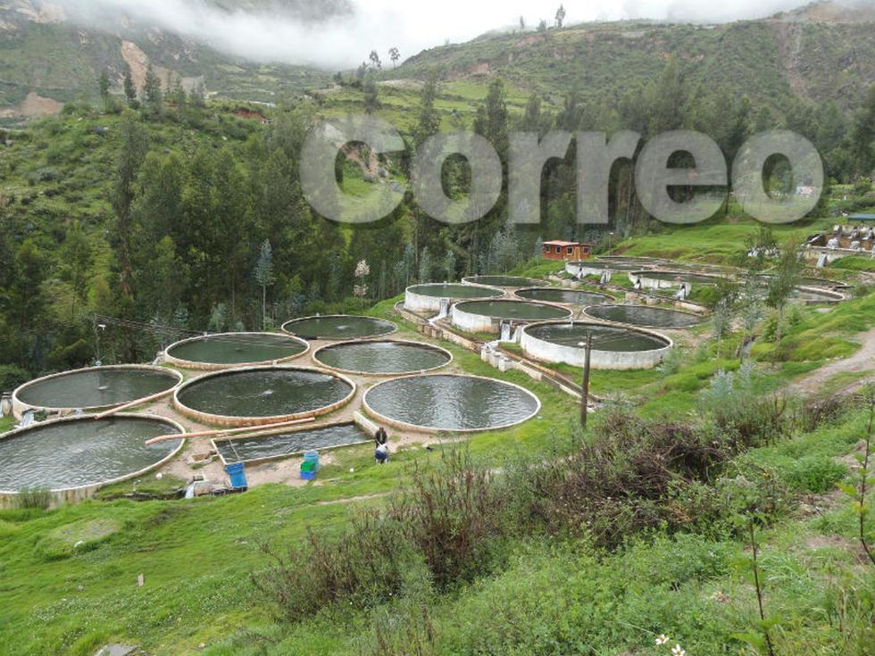 Chalhuas produce 180 toneladas de trucha  (FOTOS)