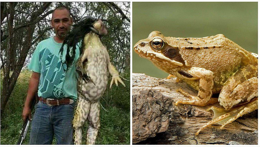 Cazador muestra una rana gigante y desata polémica en Facebook (FOTOS)