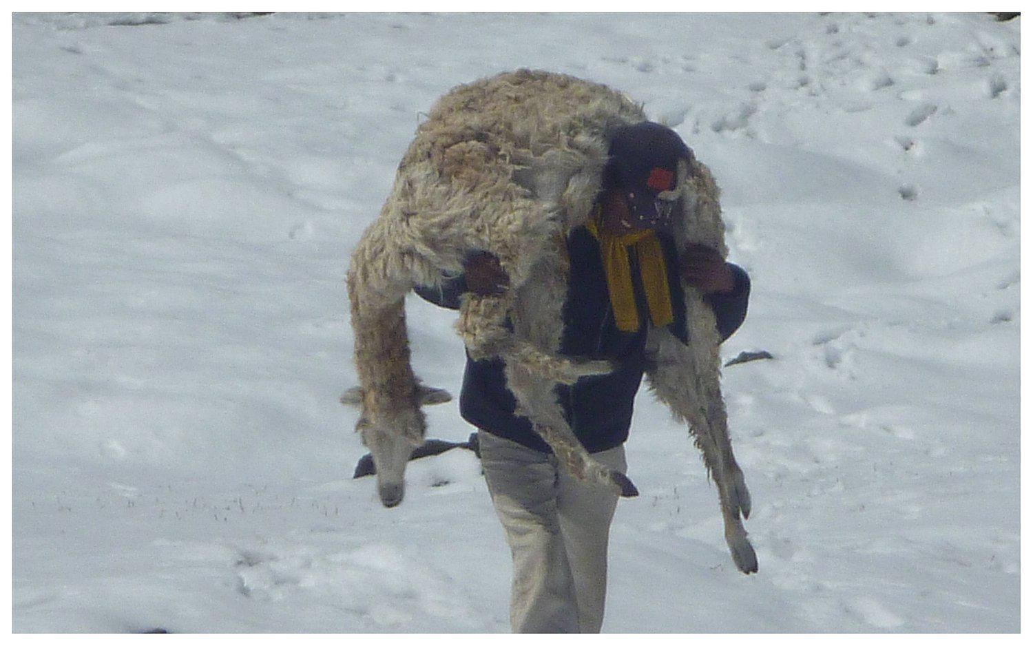 ​Helada afectó 22% de ganado en Junín