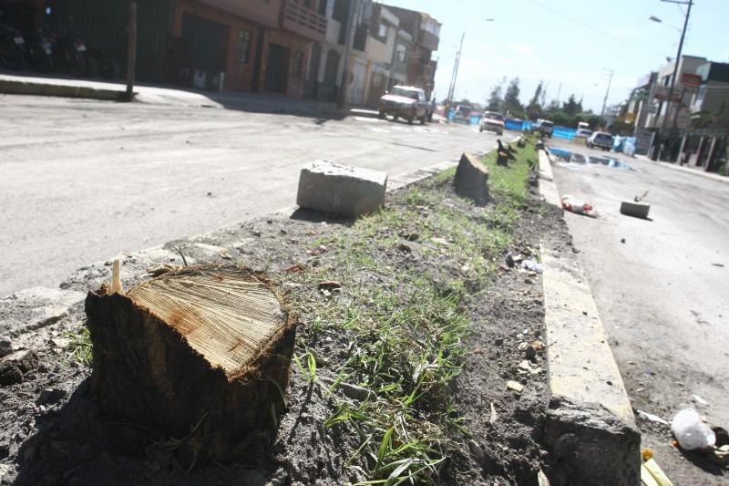 Pobladores de Tumán denuncian tala indiscriminada de árboles