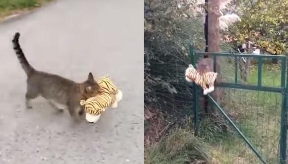 Gatito roba tigre de peluche a su vecino y es grabado en pleno “delito”  (VIDEO)