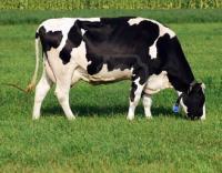 Mercado peruano tiene alrededor de 50 mil cabezas de ganado Holstein