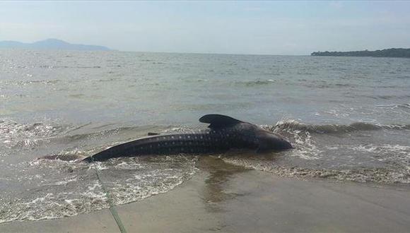 El Salvador: Tiburón ballena aparece muerto en playa