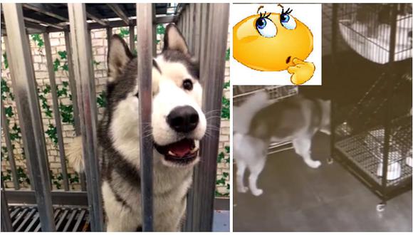 YouTube: Perro ayuda a sus amigos a salir de jaulas e intenta una fuga (VIDEO)