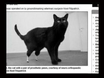 "Oscar" el único gato biónico del planeta