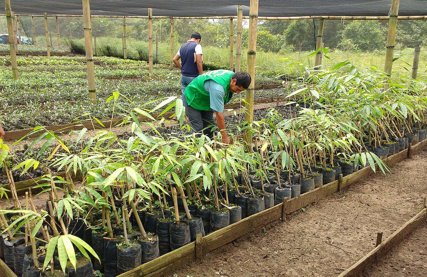 Destinan más de S/ 21 millones para 20 proyectos forestales en la Amazonía