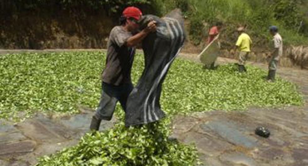 Harina de hoja de coca sin valor nutricional POLITICA CORREO