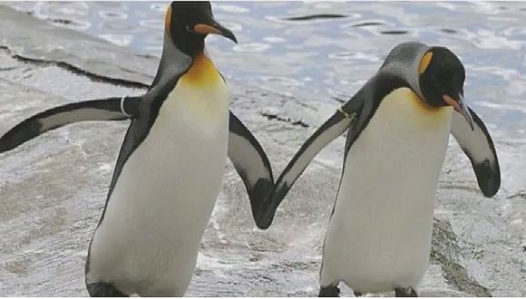 Pareja de pingüinos es captada paseando como si estuviera tomada de las "manos" (VIDEO)
