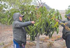 Áncash: Cosecha de mango se retrasa en los distritos de Moro y Nepeña
