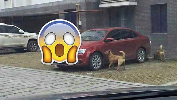 Golpeó a perro callejero pero no pensó que el can se vengaría así (FOTOS)